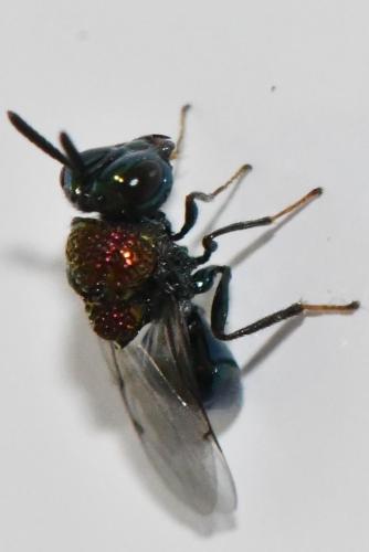 Perilampus aeneus